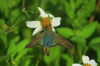 Long-tailed Skipper